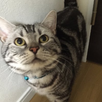 ドラクエタクトの性格「しあわせもの」タクター「ねこロビン」アイコン