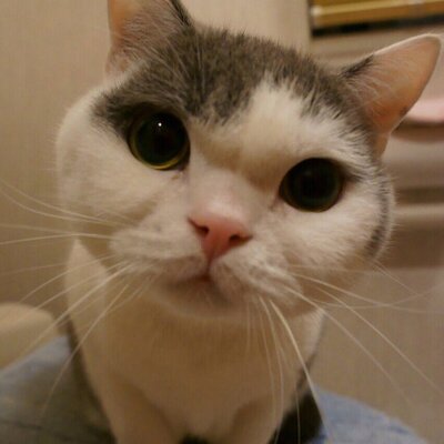 ドラクエタクトの金トロフィー100個所持タクター「ToMook」アイコン